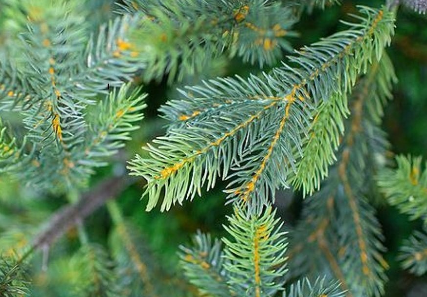 Грацио ветка 1