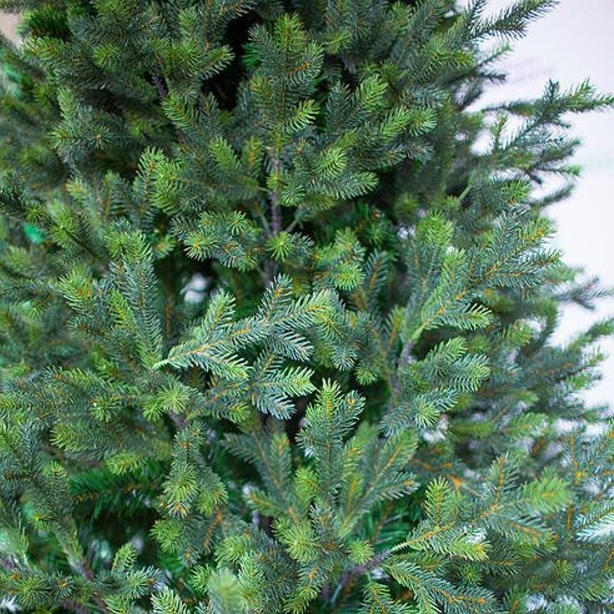 Грацио ветка