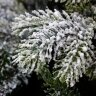 CRYSTAL TREES Искусственная Ель Власта заснеженная с вплетенной гирляндой 240 см