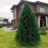 Искусственная елка Байкальская Люкс 5м литая+пвх
